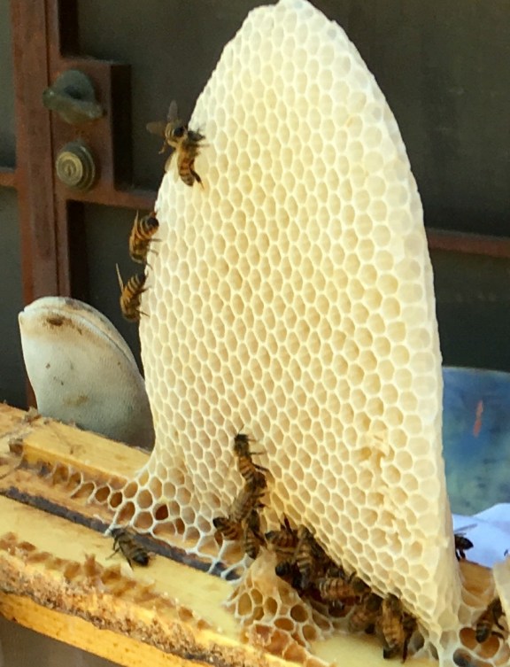 honeycomb.jpg