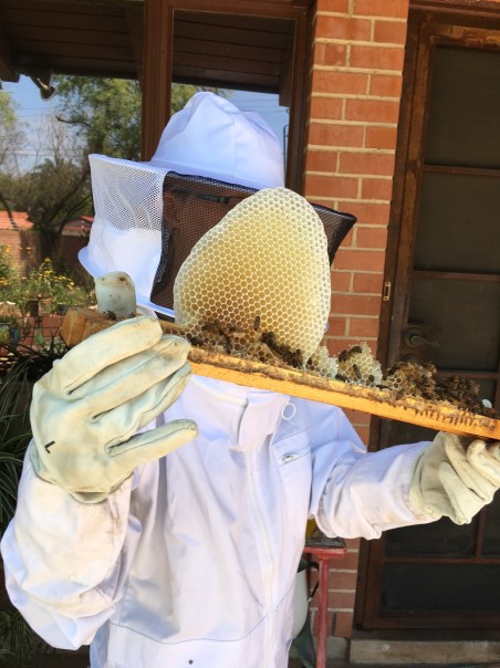 me w honeycomb